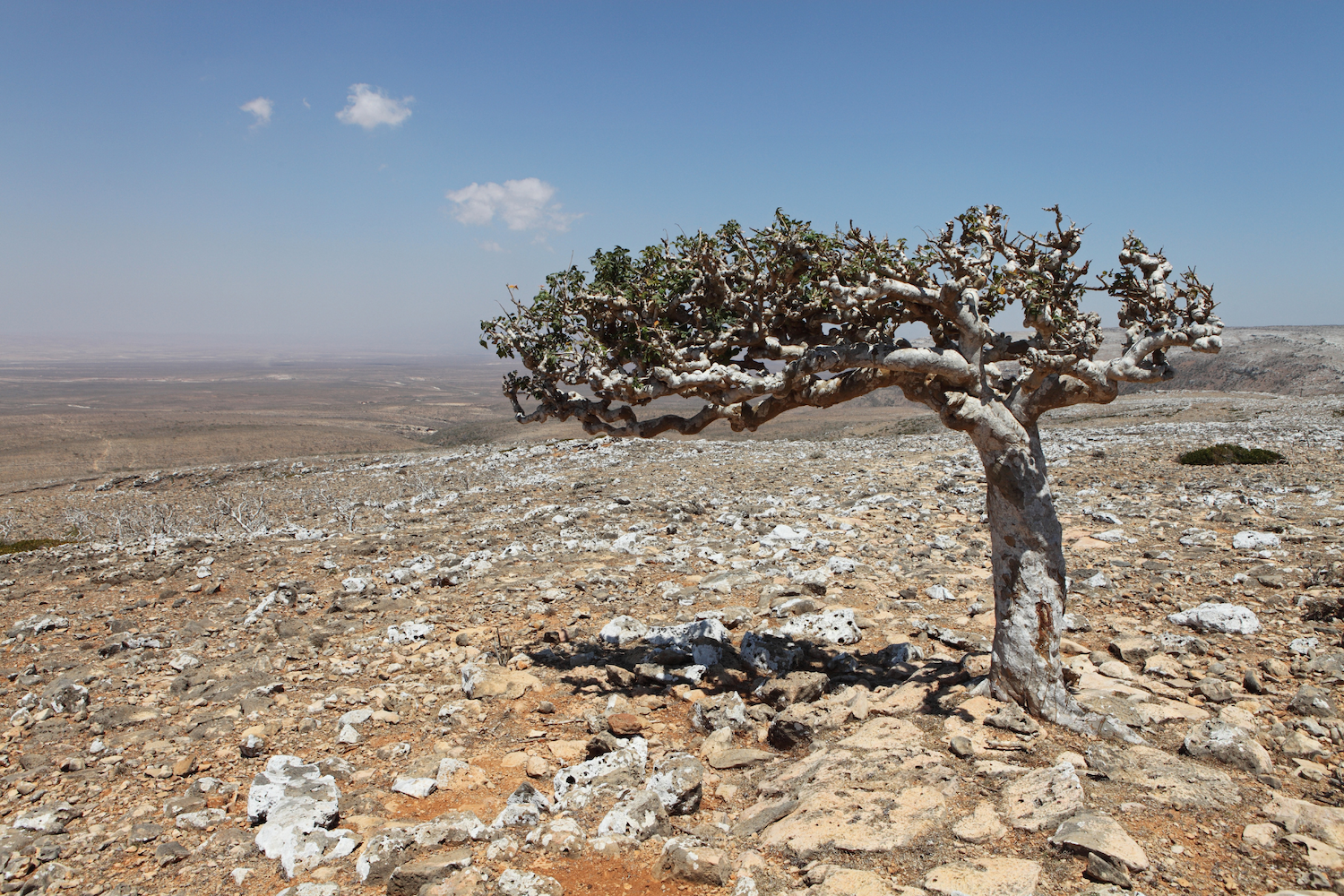 Frankincense Boswellia Tree