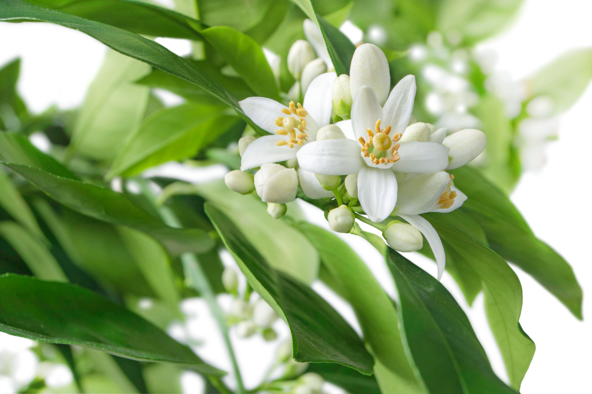 neroli-essential-oil-flower.png